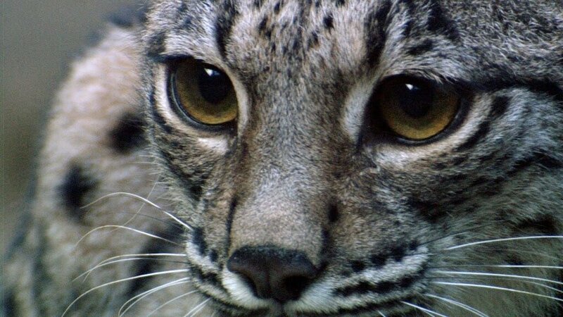 Andalusien - Land zwischen Himmel und Hölle – Bild: ORF/​NDR