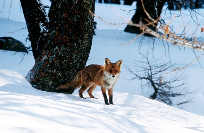 Fuchs. – Bild: ORF/​ScienceVision/​Science Vision