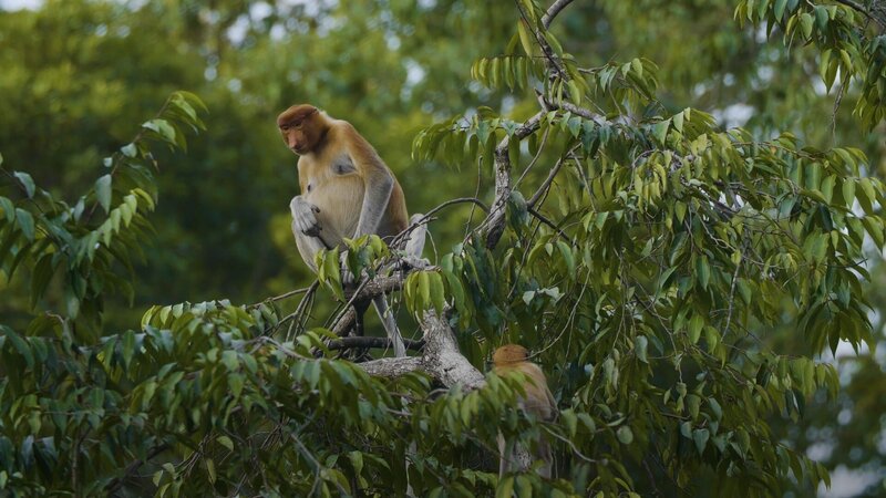 Regenwald Revival – Bild: Harun Rahman /​ ZDF
