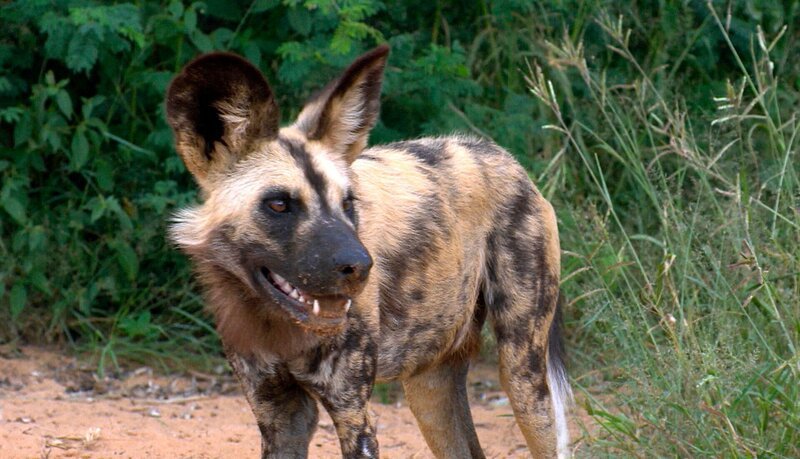 ARD/​SWR DAS WAISENHAUS FÜR WILDE TIERE FOLGE 8, „Abenteuer Afrika“, SWR Dokuserie mit 40 Folgen, deren Schauplatz die Tierrettungsstation „Harnas“ am Rand der afrikanischen Kalahari-Wüste ist. Der Wildhundjunge Tom – sein bester Freund ist ein ganz normaler Hund! – Bild: SWR