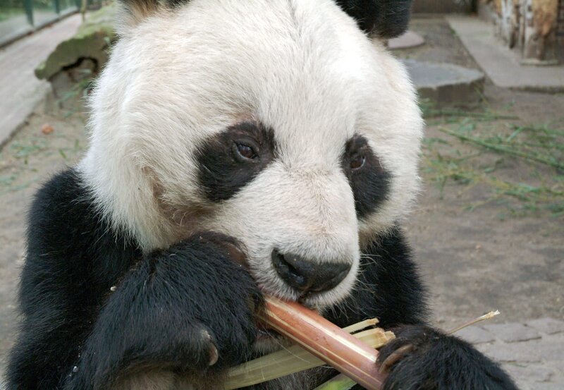 Bao Bao erfreut sich mit 29 Jahren bester Gesundheit und lässt sich sein Futter schmecken. – Bild: rbb/​Thomas Ernst