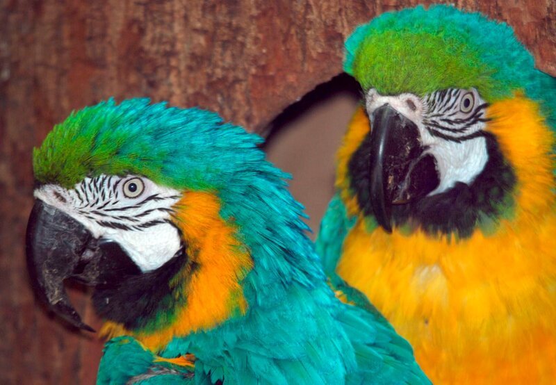 Die Gelbbrustaras „Helga“ und „Horst“. – Bild: BR/​Jens