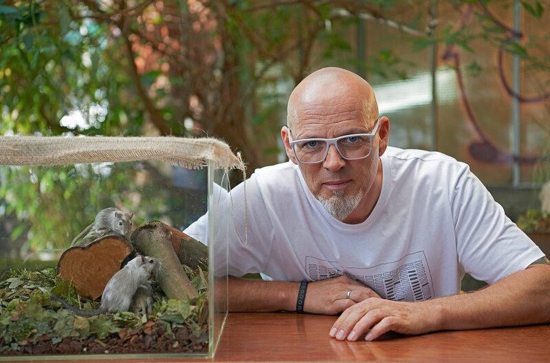 Die singenden Mäuse, Männchen der Braunmaus „Scotinomys teguina“ liefern sich in den Nebelwäldern Mittelamerikas Sing-Duelle, die mit ihren schnellen Wechseln dem menschlichen Dialog gleichen. Thomas D erklärt die verblüffende Ähnlichkeit. – Bild: ARD/​Melanie Grande