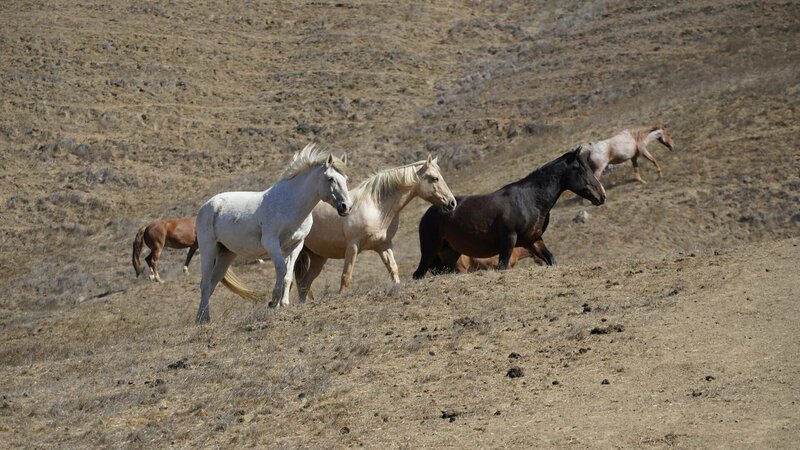 Nordamerikas versteckte Paradiese Rinderzüchter sehen in den wilden Mustang-Herden Nahrungskonkurrenten. – Bild: SRF/​ZDF/​Anja Kindler