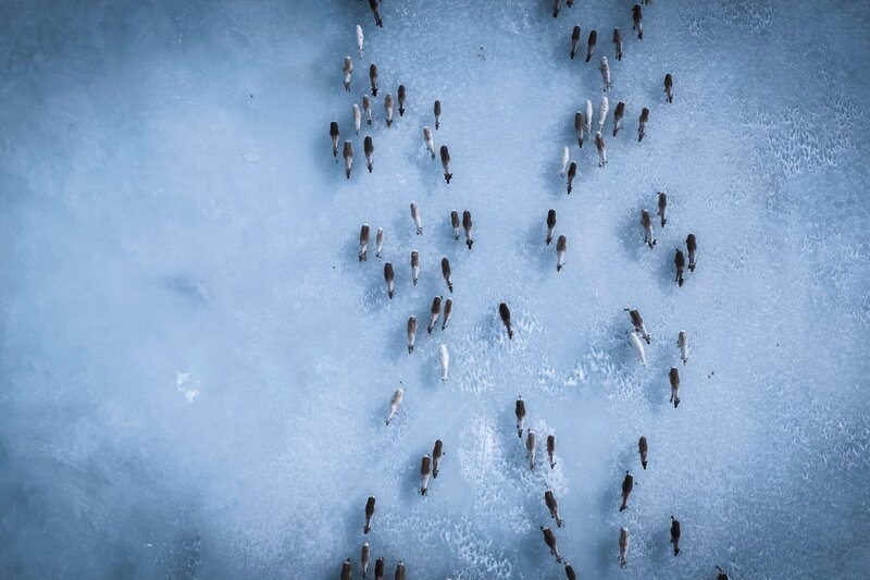 Die Rentierherde migriert über einen zugefrorenen Fluss – Bild: National Geographic