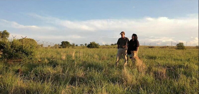 Elizke und Desmond Gouws mit Kiki, dem Geparden, bei einem gemeinsamen Spaziergang im Feld. – Bild: Premium United Media Group, Inc. /​ Discovery Communications, LLC