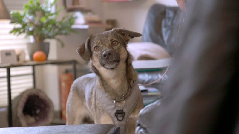 Hund Nelly – Bild: WDR/​Fernsehkraft UG