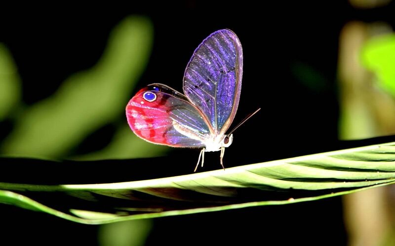 Glass wing butterfly. – Bild: Animal Planet