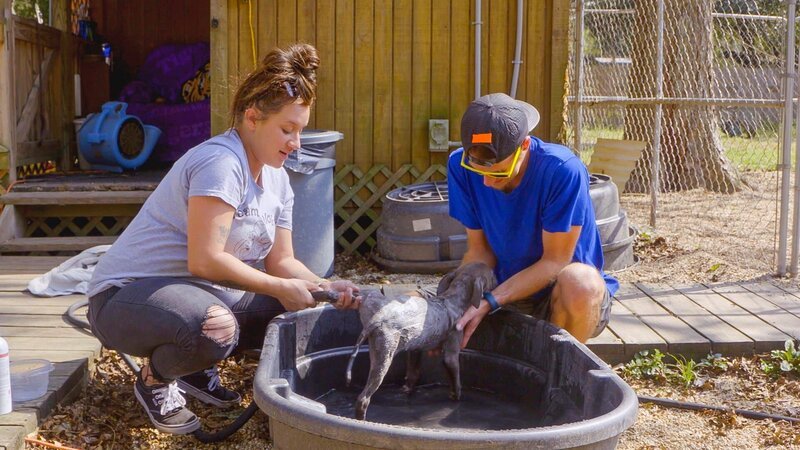 M2 washing the puppy – Bild: 44 Blue Productions /​ Discovery Communications, LLC