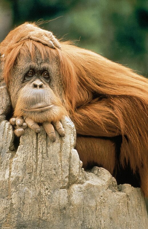 Orang Utan – Bild: rbb