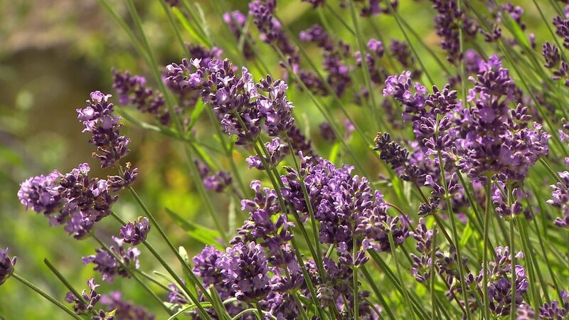 Kräuter für Jeden – Gesundheit aus dem Garten. – Bild: BR