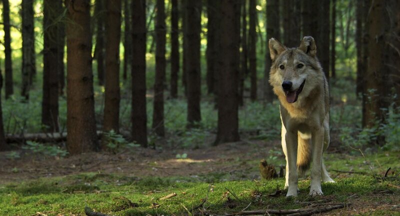 Rückkehr in die deutschen Wälder – der Wolf – Bild: RTL /​ BROADVIEW Pictures