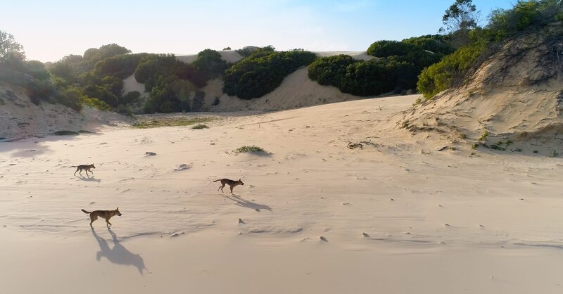 Dingo (Canis lupus dingo). Ein Rudel Dingos sprintet an den Stränden von K’gari in Queensland, Australien, entlang. – Bild: ORF/​BBC