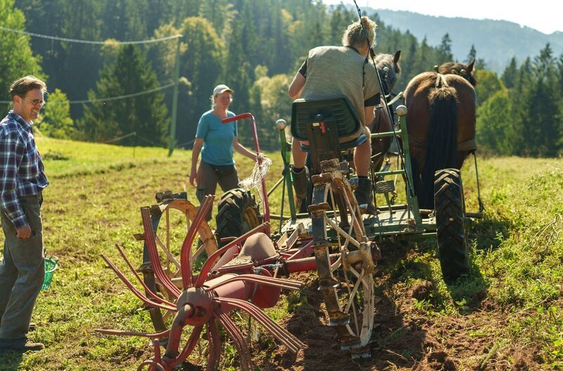 Ein rustikales Gerät! Der Kartoffelroder vom Windberghof im Einsatz mit dem Pferdegespann. – Bild: SWR