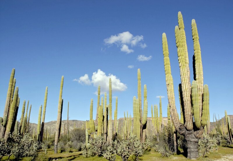 Baja California – Bild: WDR/​ORF/​EPO /​ WDR/​akg-images