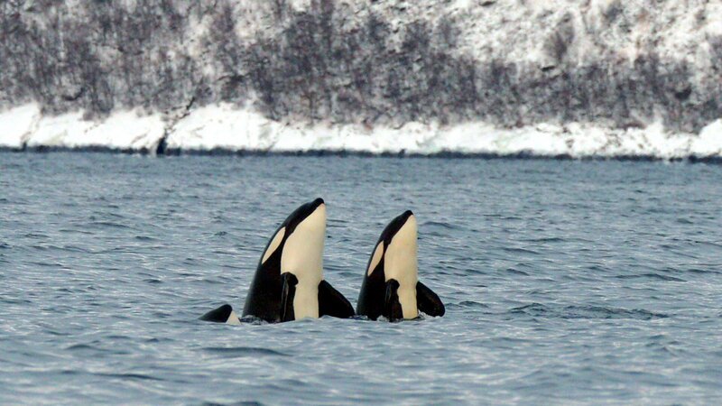 Orcas, auch Schwertwale genannt, kommen im Winter in die Fjorde Nordnorwegens, um dort nach Heringen zu jagen. Die Schwertwale sind neugierige Tiere und schauen gern auch mal, was sich Überwasser tut. Dieses Verhalten nennen Wissenschaftler Spyhopping. – Bild: nautilusfilm