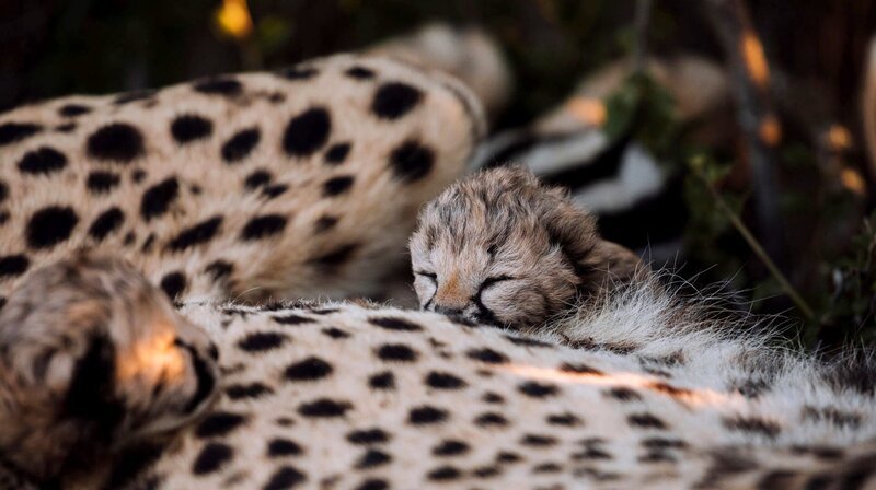Gepardenbabies wiegen bei der Geburt knapp 250 Gramm. Sie sind völlig hilflos und in den ersten zehn Tagen noch blind. – Bild: phoenix/​ZDF/​Russ MacLaughlin