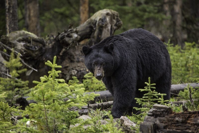 black bear – Bild: CC0 Creative Commons