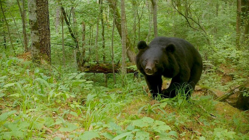 Schwarzbär, Bikin (Russland). – Bild: Franz Hafner