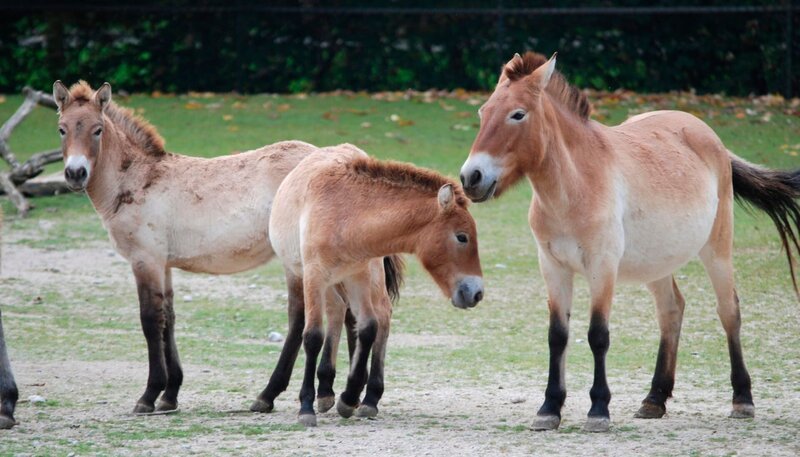 Urwildpferde in Hellabrunn. – Bild: Felix Heidinger/​Jens-Uwe Heins