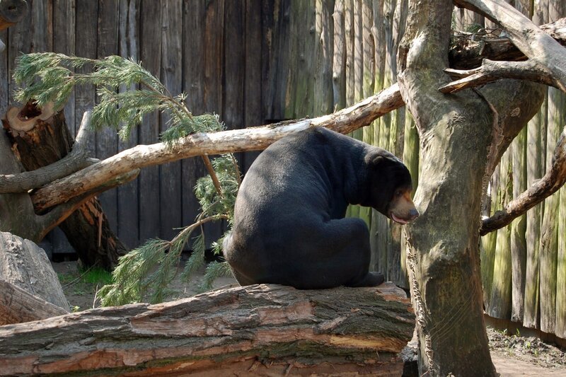 Malaienbär im Tierpark Berlin. – Bild: rbb/​Matthias Gabriel