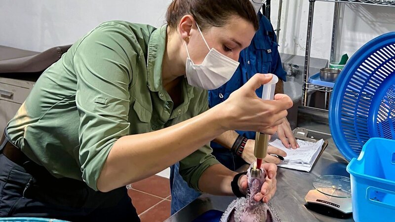 Hannah Emde päppelt in der Wildtierauffangstation „ARCAS“ Ara-Küken auf. Die Hellroten Aras sind vom Aussterben bedroht. – Bild: Oliver Roetz