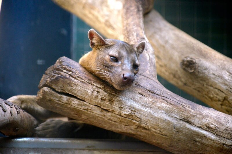 Ein Fossa im Zoo Berlin. – Bild: rbb/​Thomas Ernst
