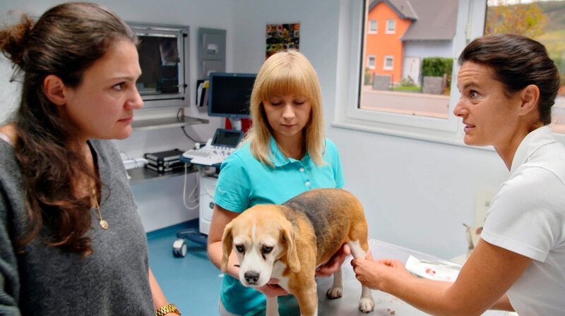 Beagledame Runa bekommt schwer Luft. Besitzerin Anja Zimmer hat eine Granne in den Atemwegen oder das leichte Übergewicht der Hündin in Verdacht. – Bild: NDR/​Doclights GmbH