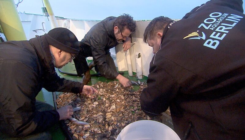 ARD/​rbb PANDA, GORILLA & CO. (FOLGE 314), „Geschichten aus dem Zoo Berlin und dem Tierpark Berlin“. Revier-Tierpfleger Marco Hasselmann, Revier-Tierpfleger Christian Heller und Tierpfleger Daniel Strozynski auf Nordseetour für das Aquarium des Berliner Zoos. – Bild: rbb/​Dokfilm
