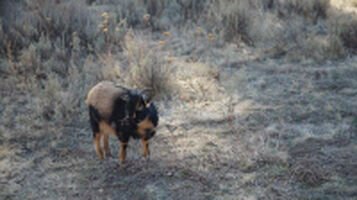 Goat – Bild: Discovery Communications, LLC