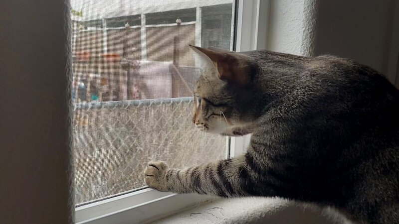 Mac looking out a window. – Bild: Animal Planet /​ Photobank 37196_017 /​ Discovery Communications, LLC
