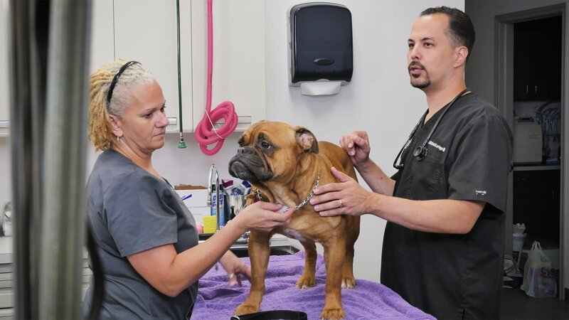 Lavigne examining grumpy dog with a vet tech. – Bild: Warner Bros. Discovery