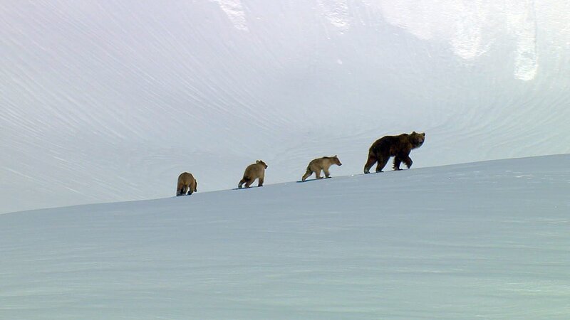 Grizzly Bears from HELLO WORLD with Christina Aguilera. – Bild: Discovery Communications, Inc.