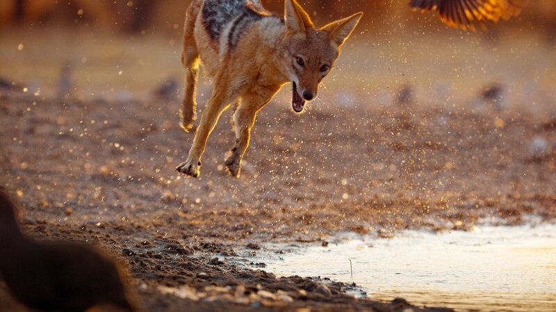 Schabrackenschakal (Lupulella mesomelas) auf der Jagd: In der Kalahari, Botswana, beobachtet, wie er geduldig Vögeln auflauert, die zum Trinken und Baden an die Wasserstelle kommen. – Bild: BBC /​ ORF