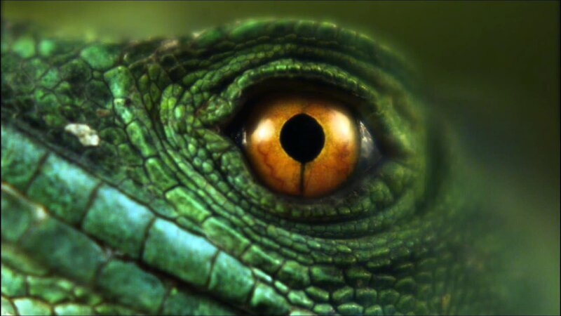 Common basilisk. – Bild: Animal Planet