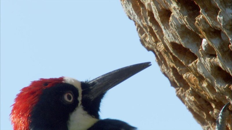 Acorn woodpecker – Bild: Discovery Communications, Inc.