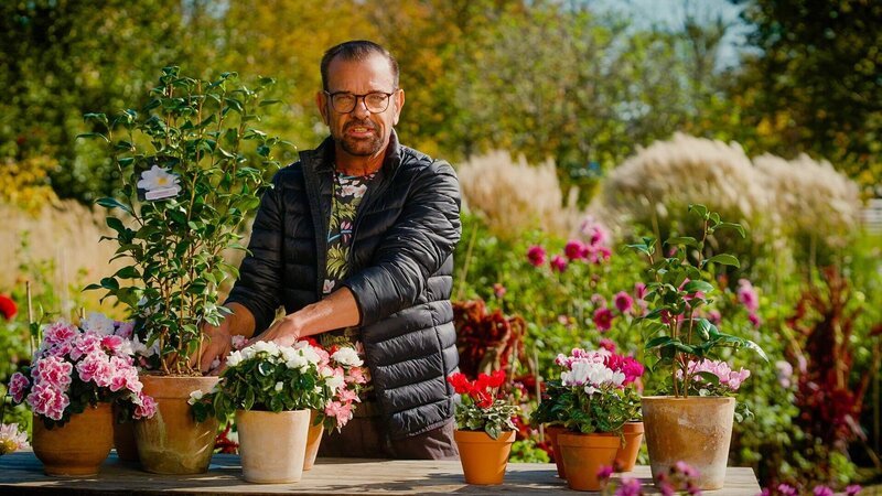 Energiesparende Pflanzen? Ja, die gibt es. Karl Ploberger stellt drei davon vor, die in die Winterzeit passen: die Azalee, das Alpenveilchen und die Kamelie. – Bild: ORF/​Talk TV