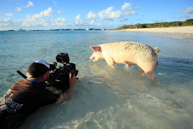 Die fabelhafte Welt der Schweine – Bild: TMFC /​ SNI-SI-Networks L.L.C. /​ Matt Hamilton