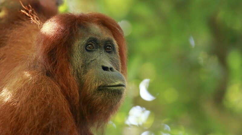 Sumatra-Orang-Utan, Weibchen. Die Menschenaffen zählen zu den bedrohten Arten. Hauptgrund dafür ist der Verlust ihres Lebensraumes und die Bejagung durch den Menschen. Ketambe, Sumatra, Indonesien. – Bild: BR/​Doclights GmbH/​NDR/​Terramater