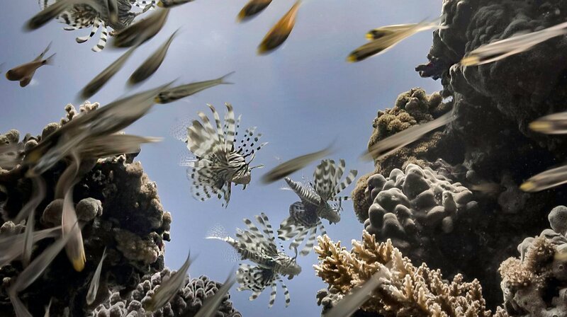 Bei der Jagd im Team schneiden die Rotfeuerfische ihrer Beute den Fluchtweg ab. – Bild: phoenix/​NDR Naturfilm/​Blue Planet Film