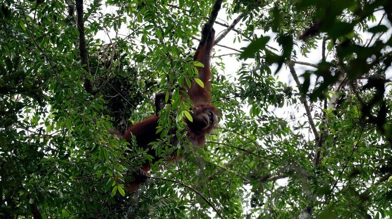 Orang-Utans werden aus ihrem ursprünglichen Lebensraum zurückgedrängt – die Naturschutzorganisation Hutan kämpft für deren Schutz. – Bild: NDR/​Eikon Media GmbH/​Christopher Paul