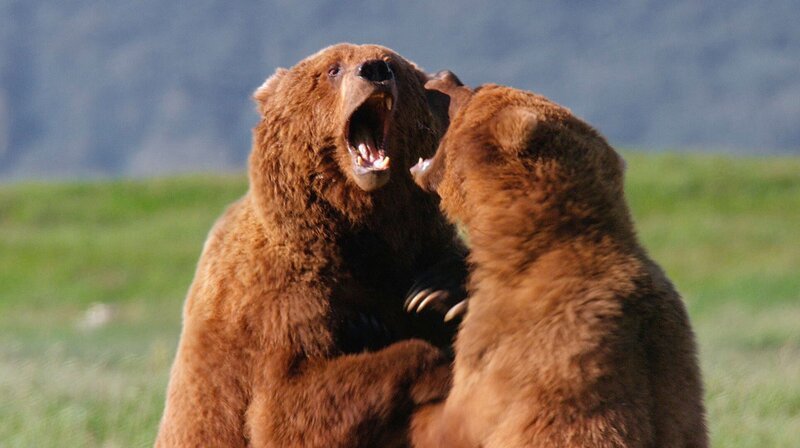 An der wilden Küste des Katmai-Nationalparks in Alaska kommen jedes Jahr viele Bären zusammen, weil es dort mehr zu Fressen gibt als in den Bergen. Für den Bärenforscher Chris Morgan eine besonders gute Gelegenheit, das Sozialverhalten der ansonsten eher einsiedlerisch lebenden Grizzlys zu beobachten. – Sparrende Bären – Bild: phoenix/​WDR