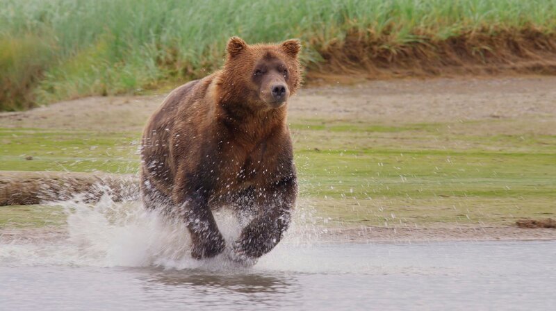 An der wilden Küste des Katmai-Nationalparks in Alaska kommen jedes Jahr viele Bären zusammen, weil es dort mehr zu Fressen gibt als in den Bergen. Für den Bärenforscher Chris Morgan eine besonders gute Gelegenheit, das Sozialverhalten der ansonsten eher einsiedlerisch lebenden Grizzlys zu beobachten. – Bild: phoenix/​WDR