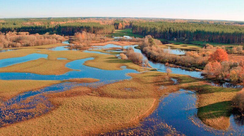 Estlands Matsalu Nationalpark am Rande der Ostsee ist weithin bekannt als Vogelparadies und als eine der wichtigsten Raststätten auf dem Ostatlantischen Vogelzugweg. Doch auch wilde Riesen streifen durch das Herz des Matsalu Nationalparks. Vom Frühjahr bis in den Herbst ziehen Elche durch die Sumpfländer und Wiesen, die ihnen einen perfekten Zufluchtsort bieten. – Bild: rbb/​ARD/​WDR/​Joosep Matjus/​Atte Henriksson