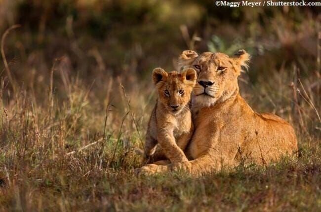 Löwenbabys kommen blind zur Welt. Da ist der Beschützerinstinkt der Löwen-Mutter natürlich besonders groß … – Bild: port.hu