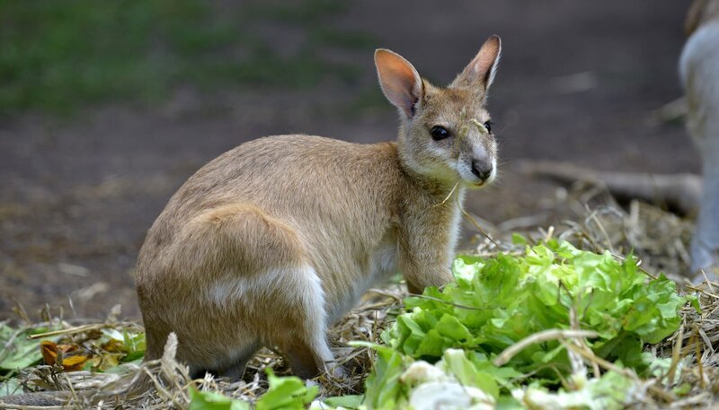 Flinkwallaby Monti im Tierpark Berlin. – Bild: rbb/​Thomas Ernst