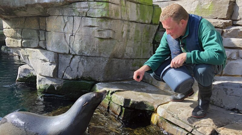 Tierpfleger Dirk Stutzki füttert Seebär-Männchen Gringo. – Bild: NDR/​Doclights GmbH