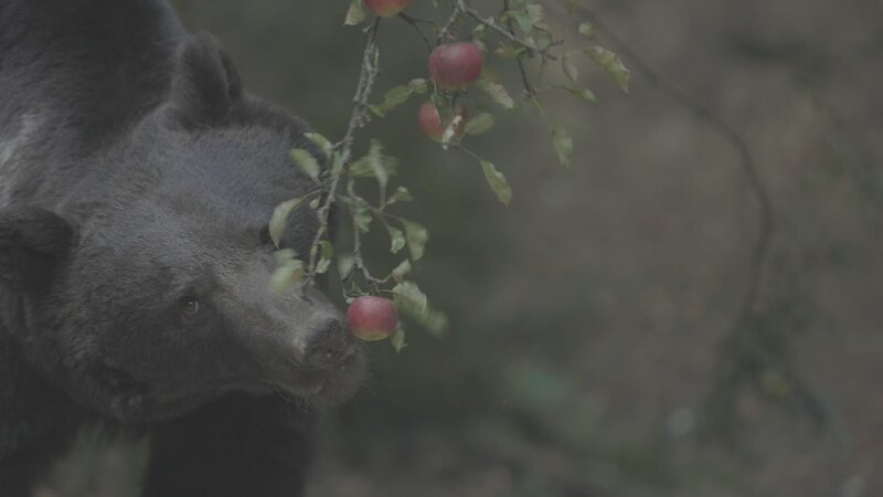 Mühsamer Winterspeck: Braunbären ernähren sich hauptsächlich vegetarisch. Um auf diese Weise ausreichende Fettreserven für den Winter aufzubauen, müssen sie Unmengen an Pflanzen fressen. – Bild: Dan Dinu