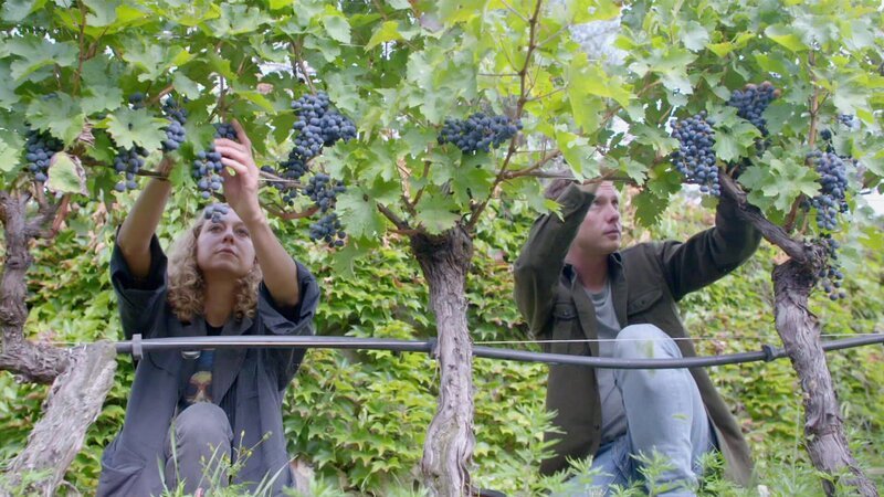 Die Weinlese. – Bild: Bergblick
