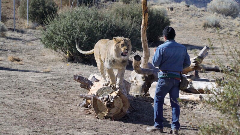 Die private Haltung von Löwen ist umstritten: Einerseits kann es als Chance gesehen werden, die Tiere zu schützen, andererseits wird die Haltung von einigen als unmoralisches Vergehen betrachtet. – Bild: Cineflix/​WeltN24 GmbH